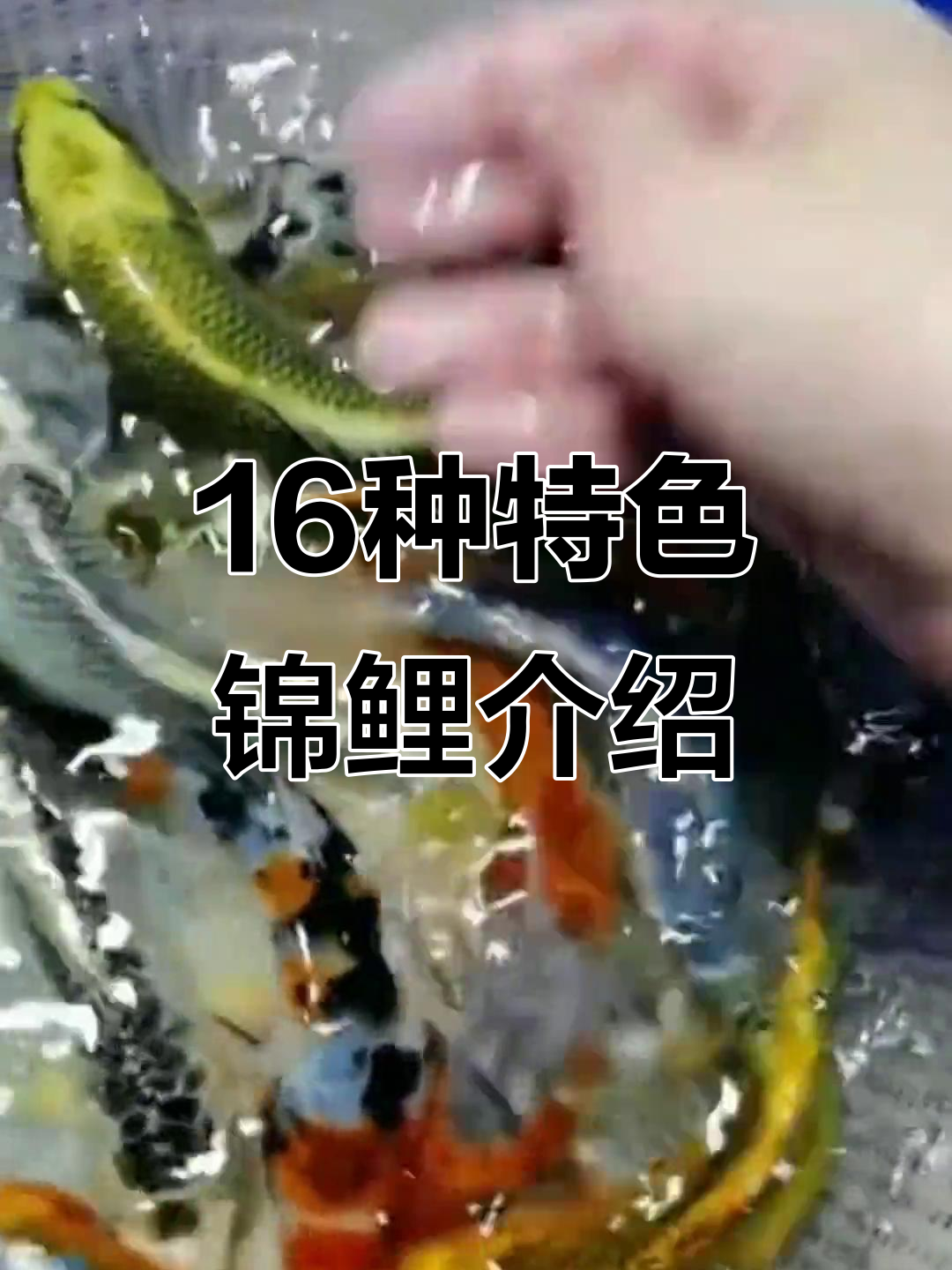 16个品种锦鲤大揭秘,黑金白金到孔雀全都有