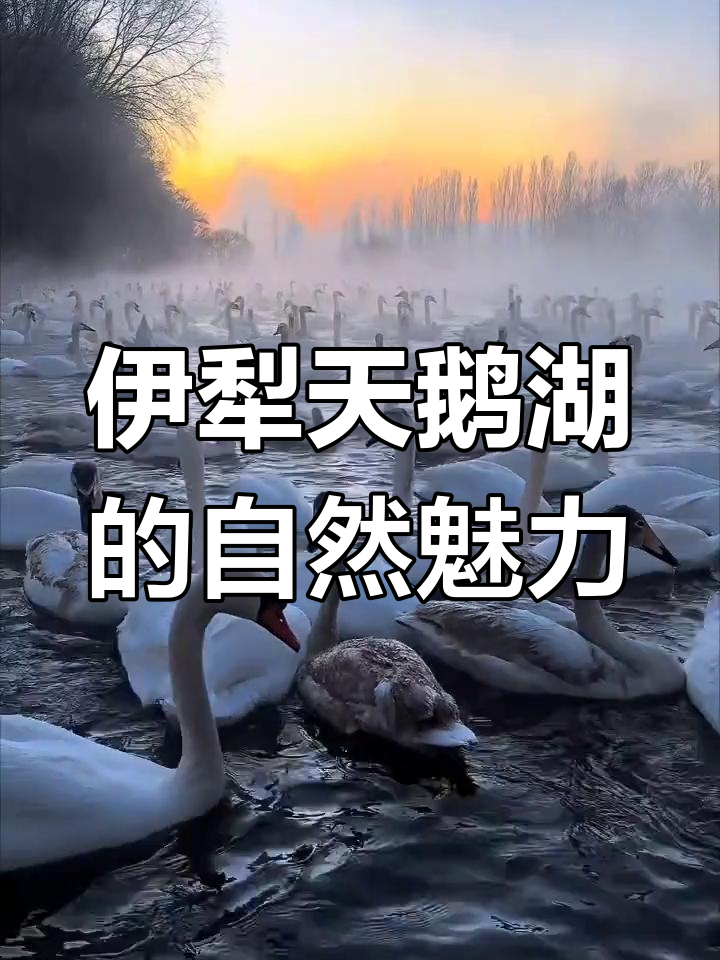 新疆伊犁天鹅湖:自然美景与清新空气的完美结合