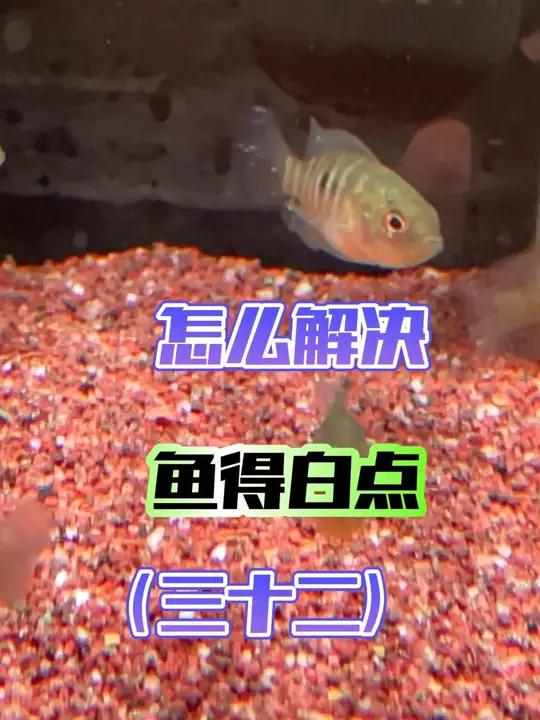 从0开始学养鱼「第三十二节」鱼得白点怎么办?首先加热棒升温到30度,起码它可以减少对鱼的伤