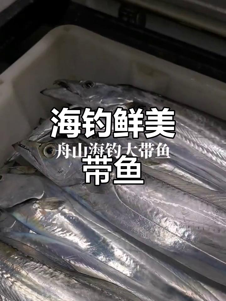 舟山海钓大带鱼,新鲜美味每一口都带着钩子