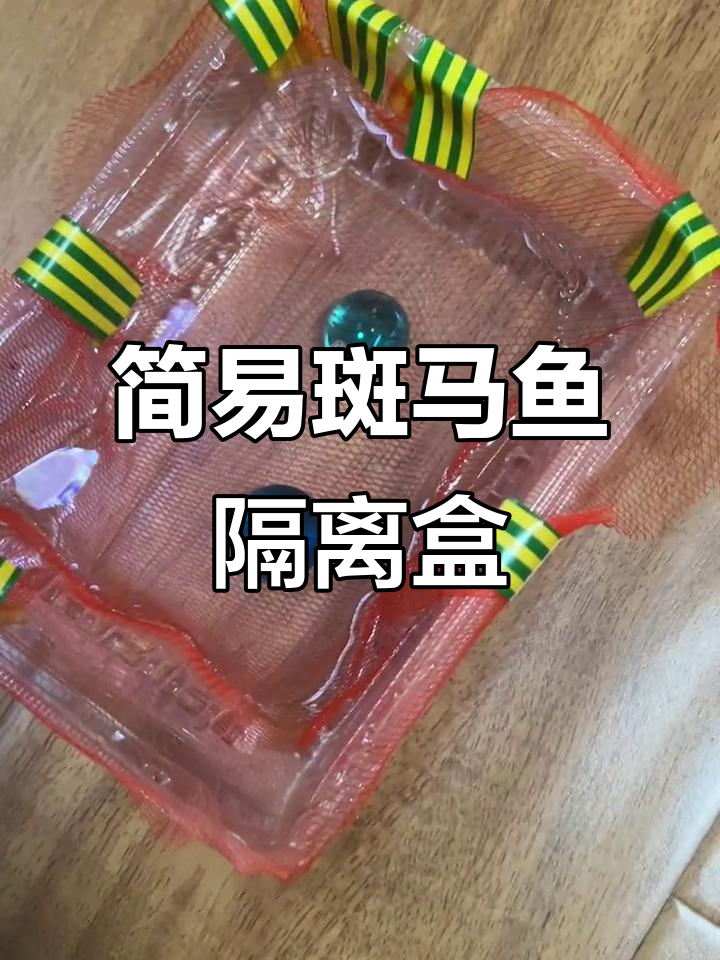 自制斑马鱼隔离盒,简单又实用