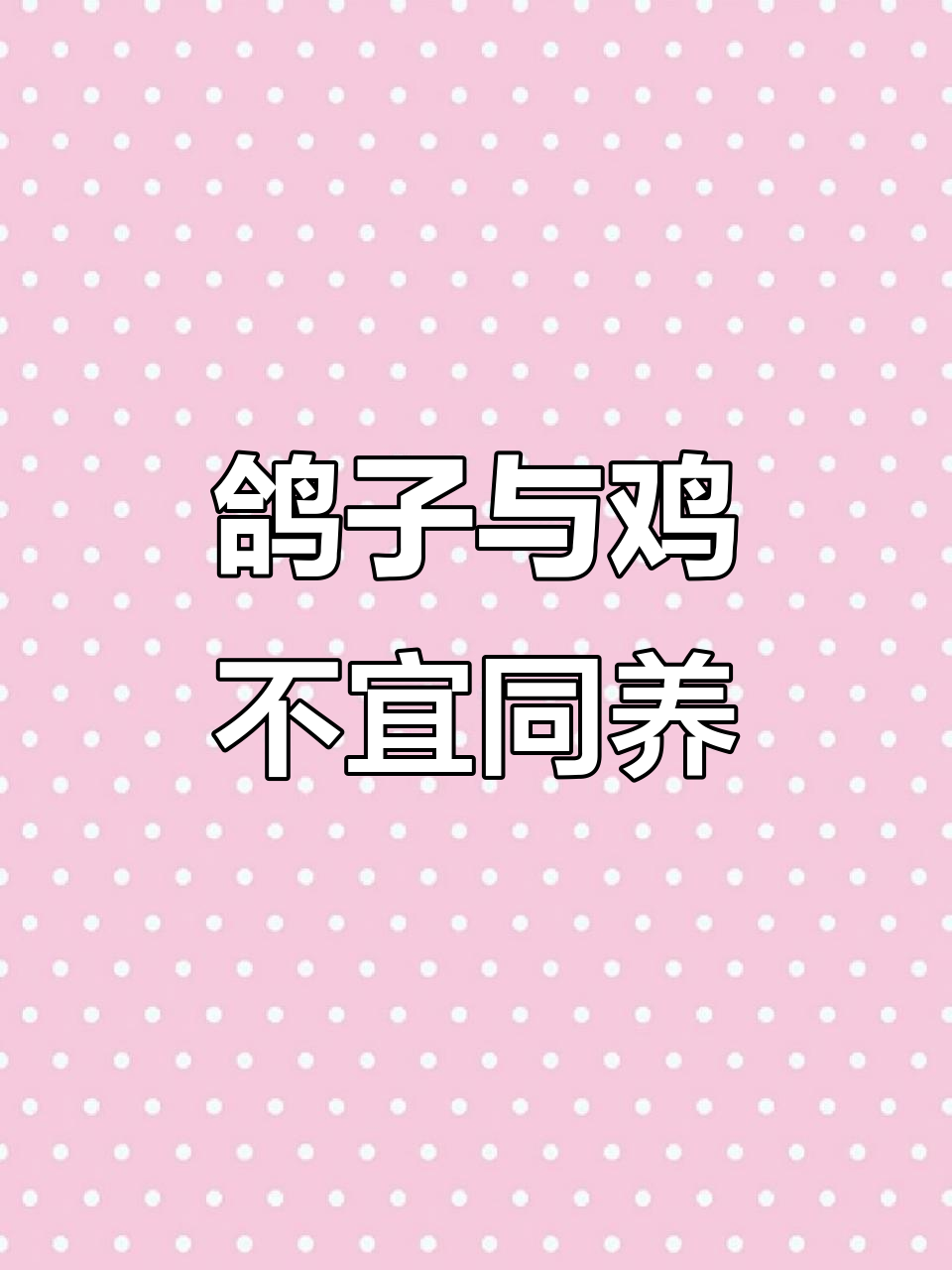 鸽子和鸡能一起养吗?了解原因和风险