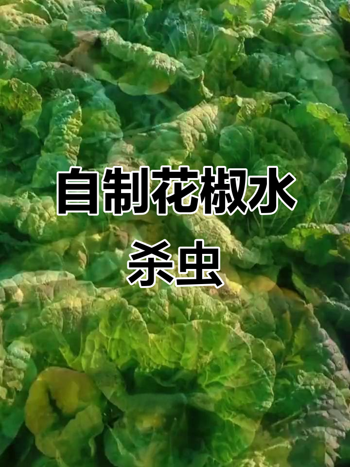 花椒水自制杀虫剂,大白菜病害轻松防治