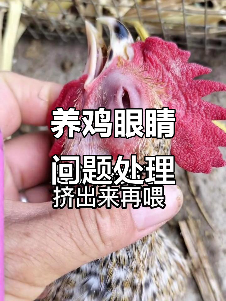 鸡眼肿胀有气泡?教你快速解决小妙招