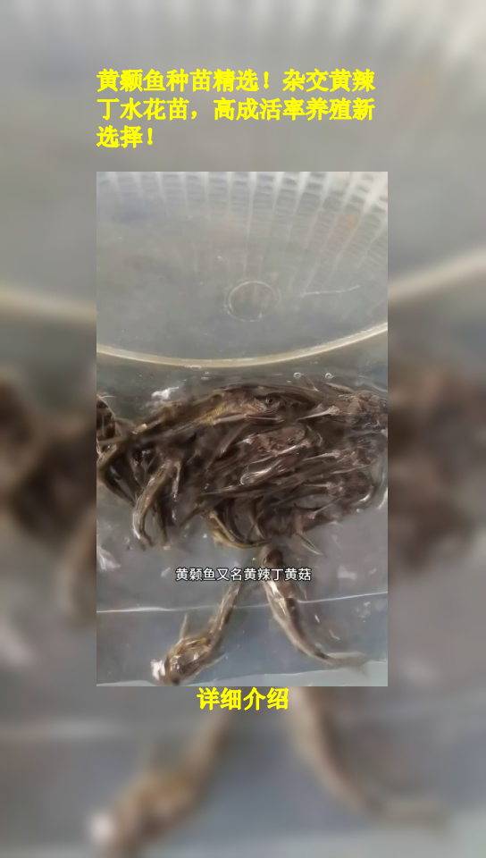 黄颡鱼种苗精选!杂交黄辣丁水花苗,高成活率养殖新选择!