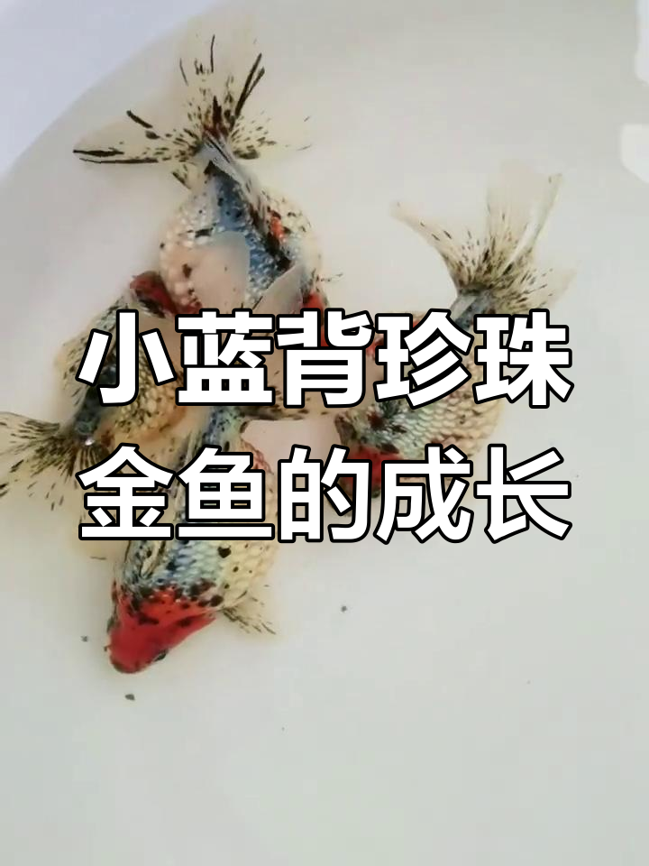天津珍珠金鱼养殖日记:从小鱼到成鱼的成长过程