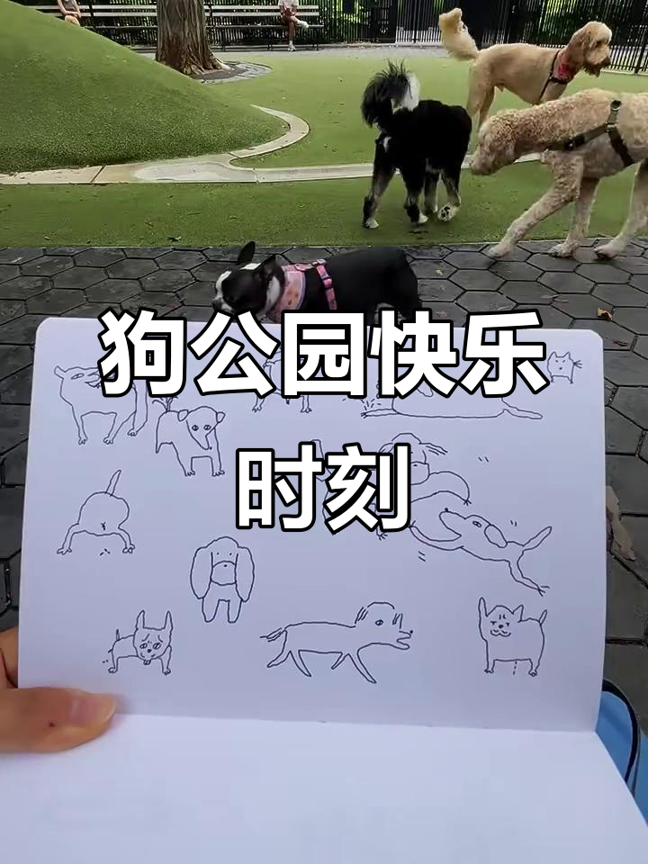 狗公园速写,欢乐时光大集合