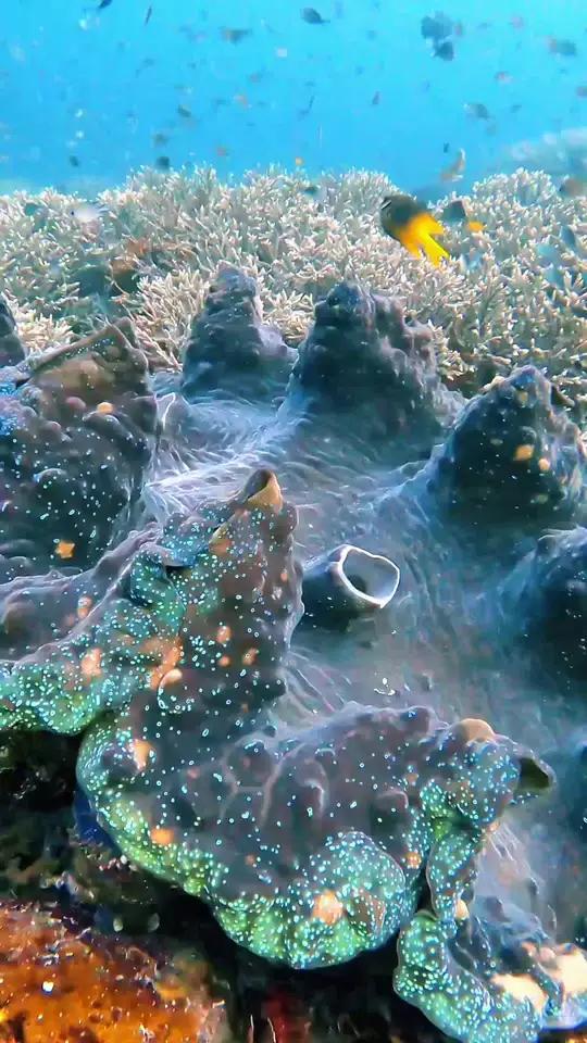 五彩斑斓绚丽夺目的海洋生物,砗磲,躄足鱼,狮子鱼