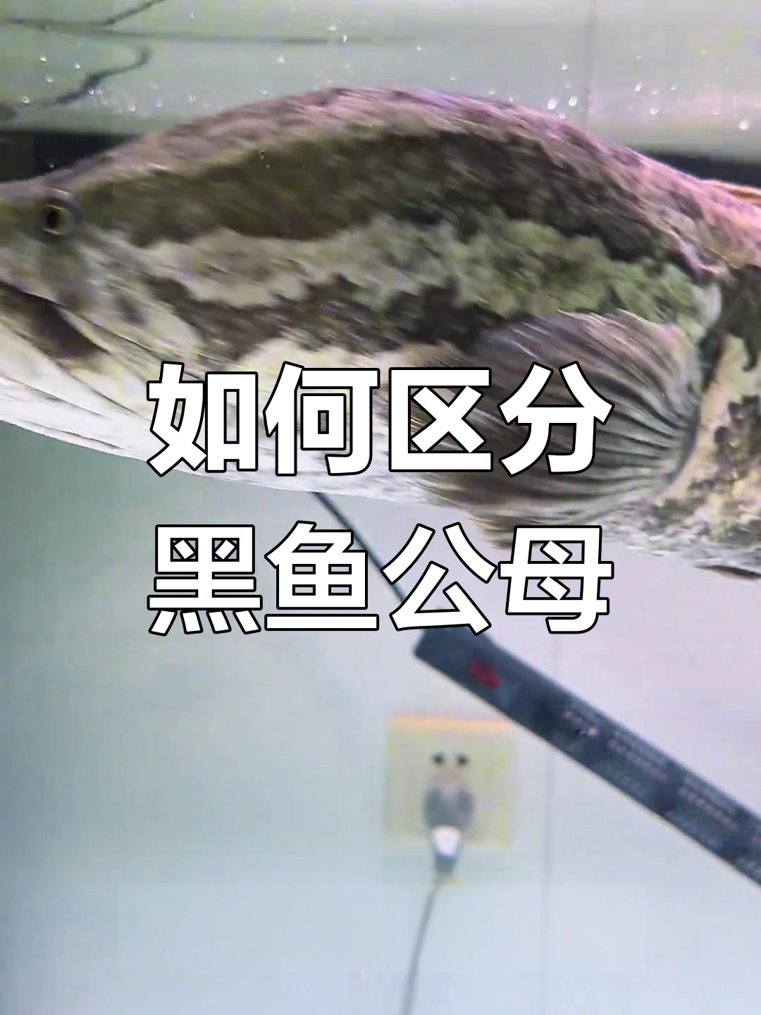 黑鱼公母怎么分辨?从体型看性别差异