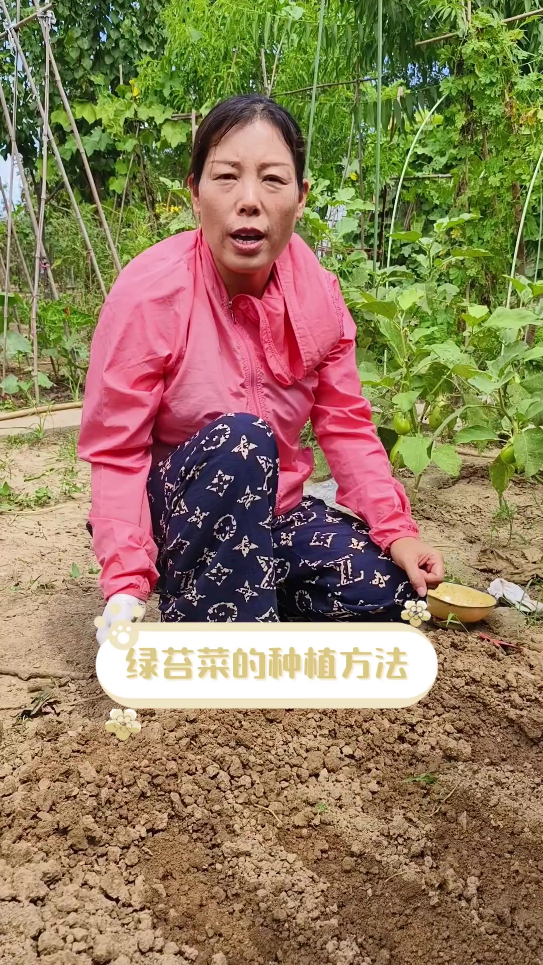 绿苔菜的种植方法