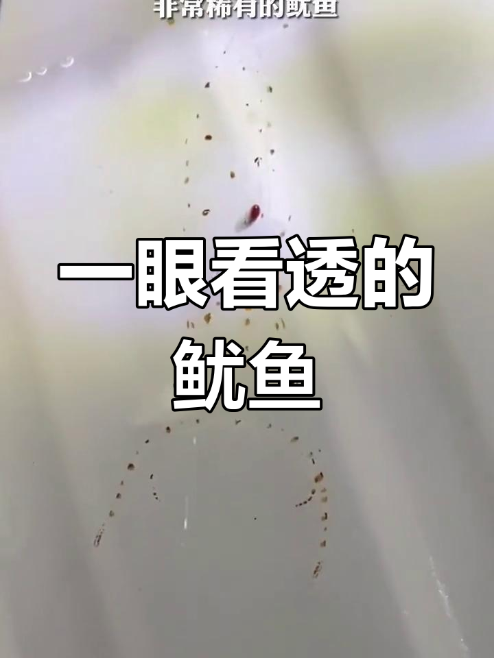 透明鱿鱼,生存之道
