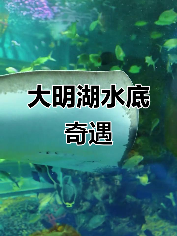 五一探秘大明湖海底世界,美人鱼表演惊艳全场