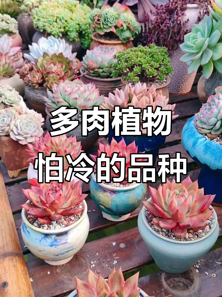 降温来临!哪些多肉最怕冷,如何防冻保护?
