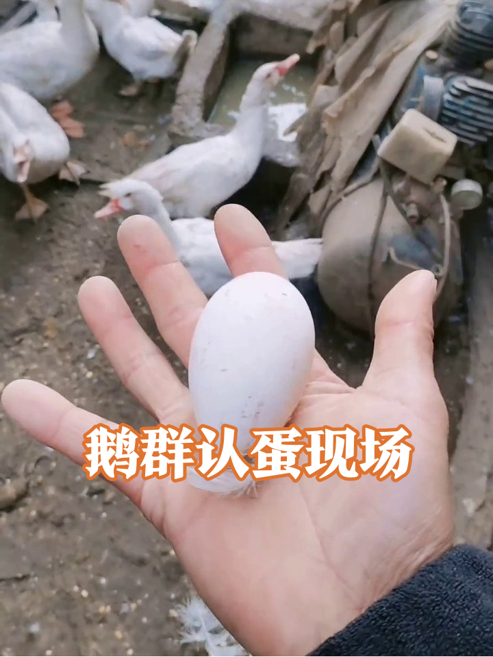 男子拿鹅蛋挑衅鹅群,众鹅伸长脖子围观像极了认亲现场