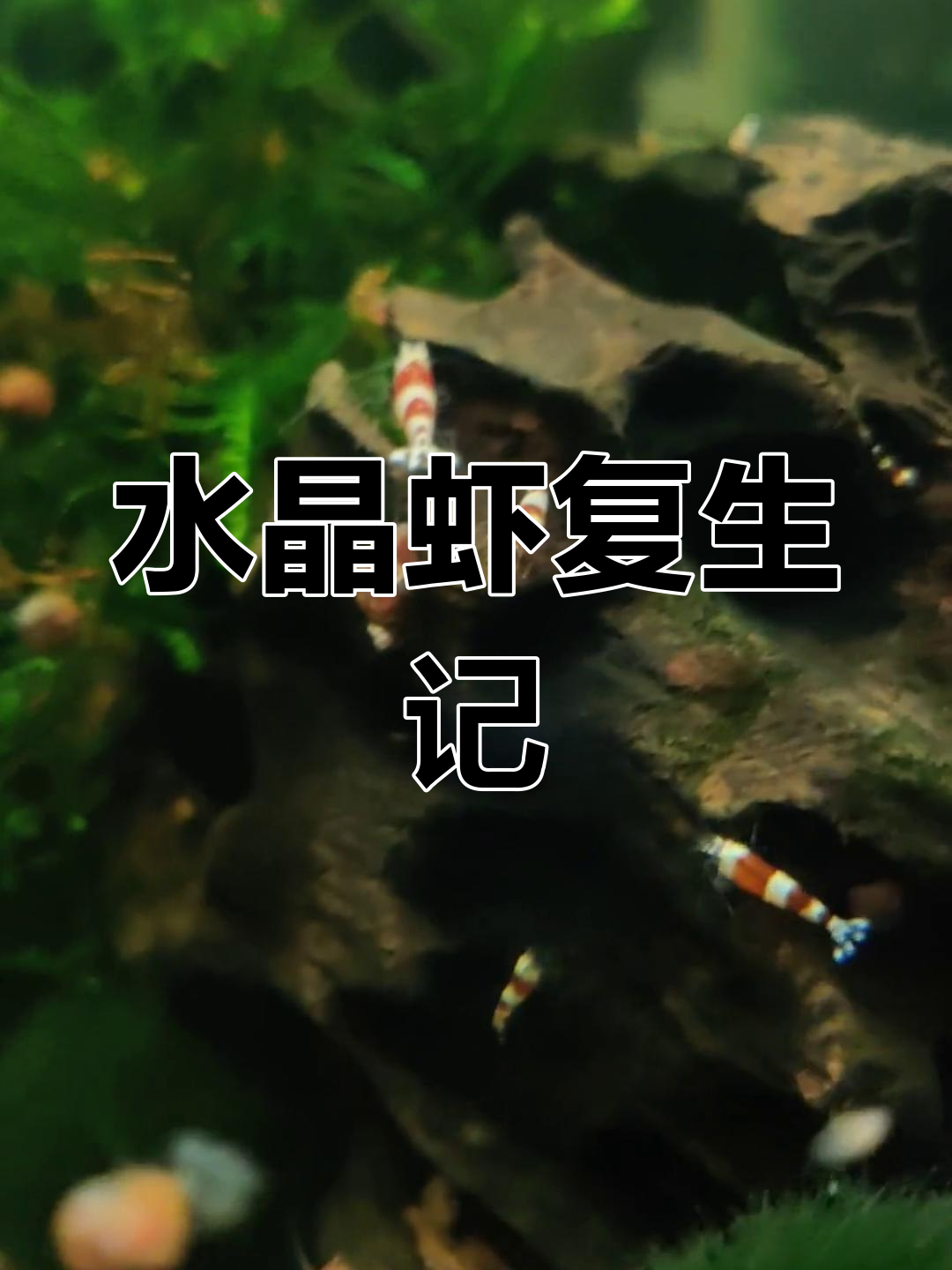 买了200只水晶虾,结果全复活了!自来水也能繁殖?