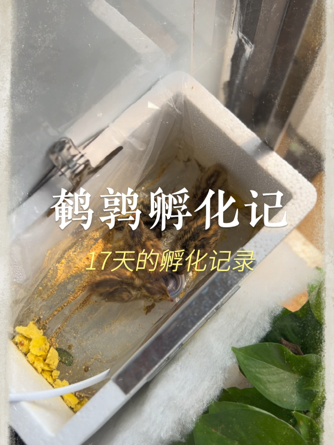 鹌鹑蛋孵化全过程记录