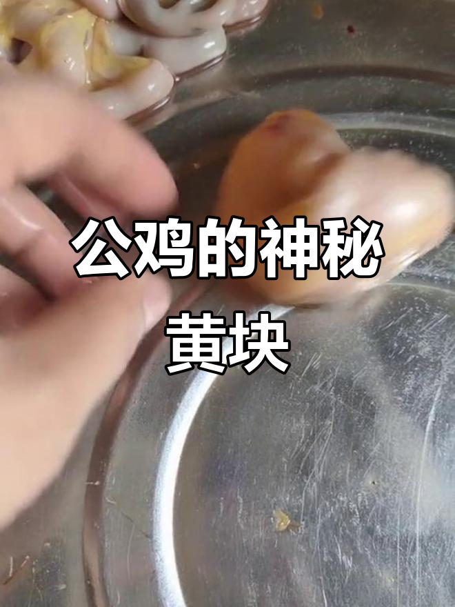 这是从公鸡体内取出的黄色物体，传说中的“鸡宝”吗？