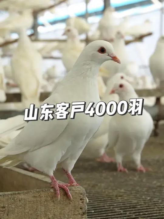 山东客户参观考察后订购种鸽4000羽 肉鸽养殖 高产种鸽 农村创业养殖 适合全国各地饲养