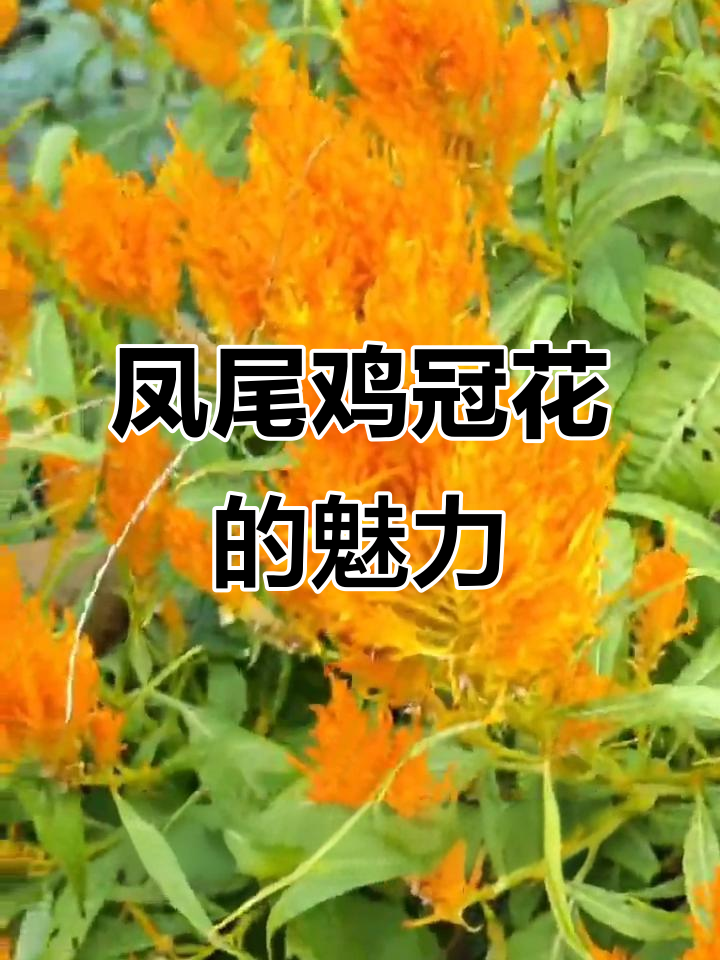 凤尾鸡冠花:美丽与实用的完美结合