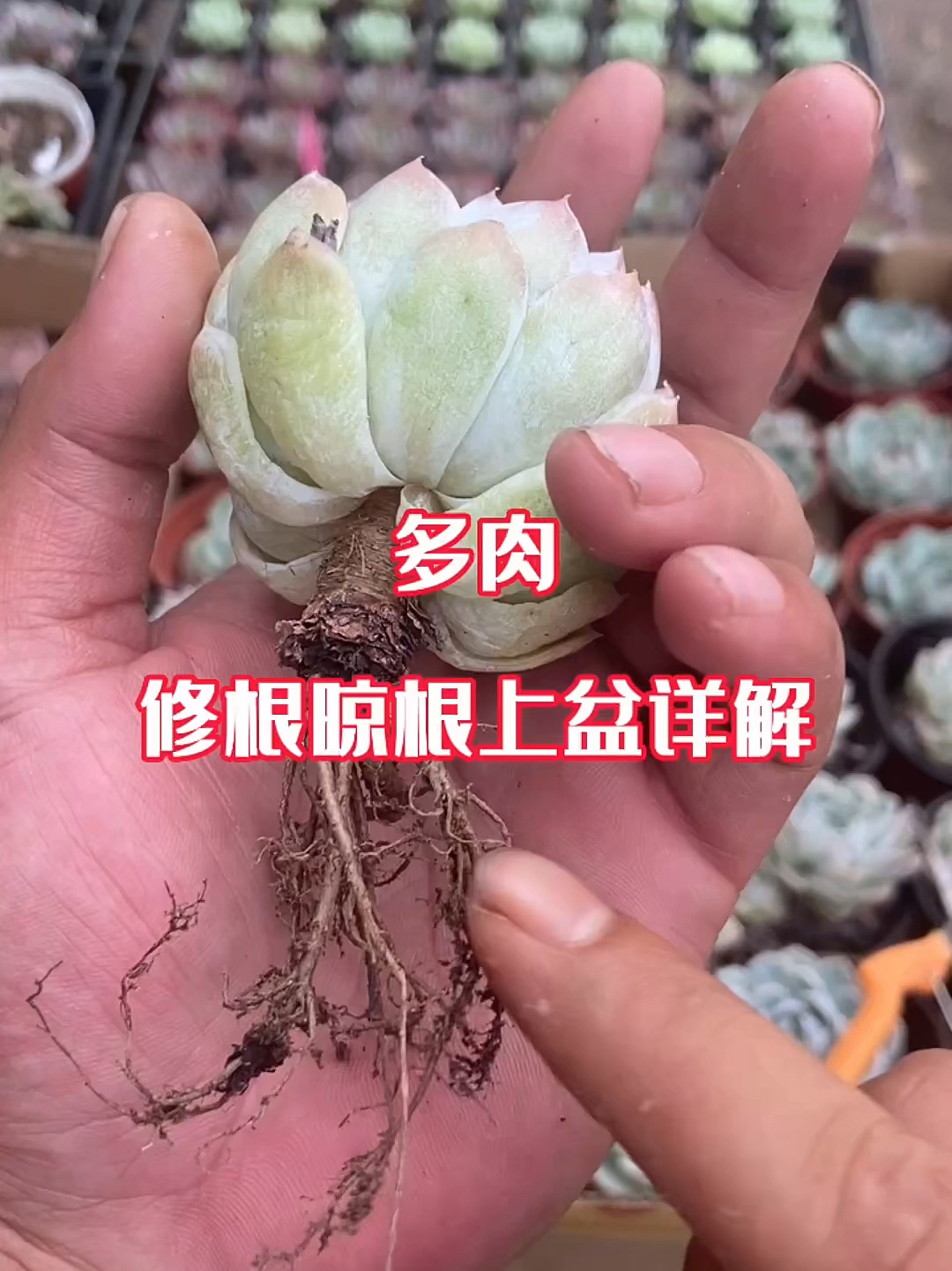 多肉修根详细讲解一下