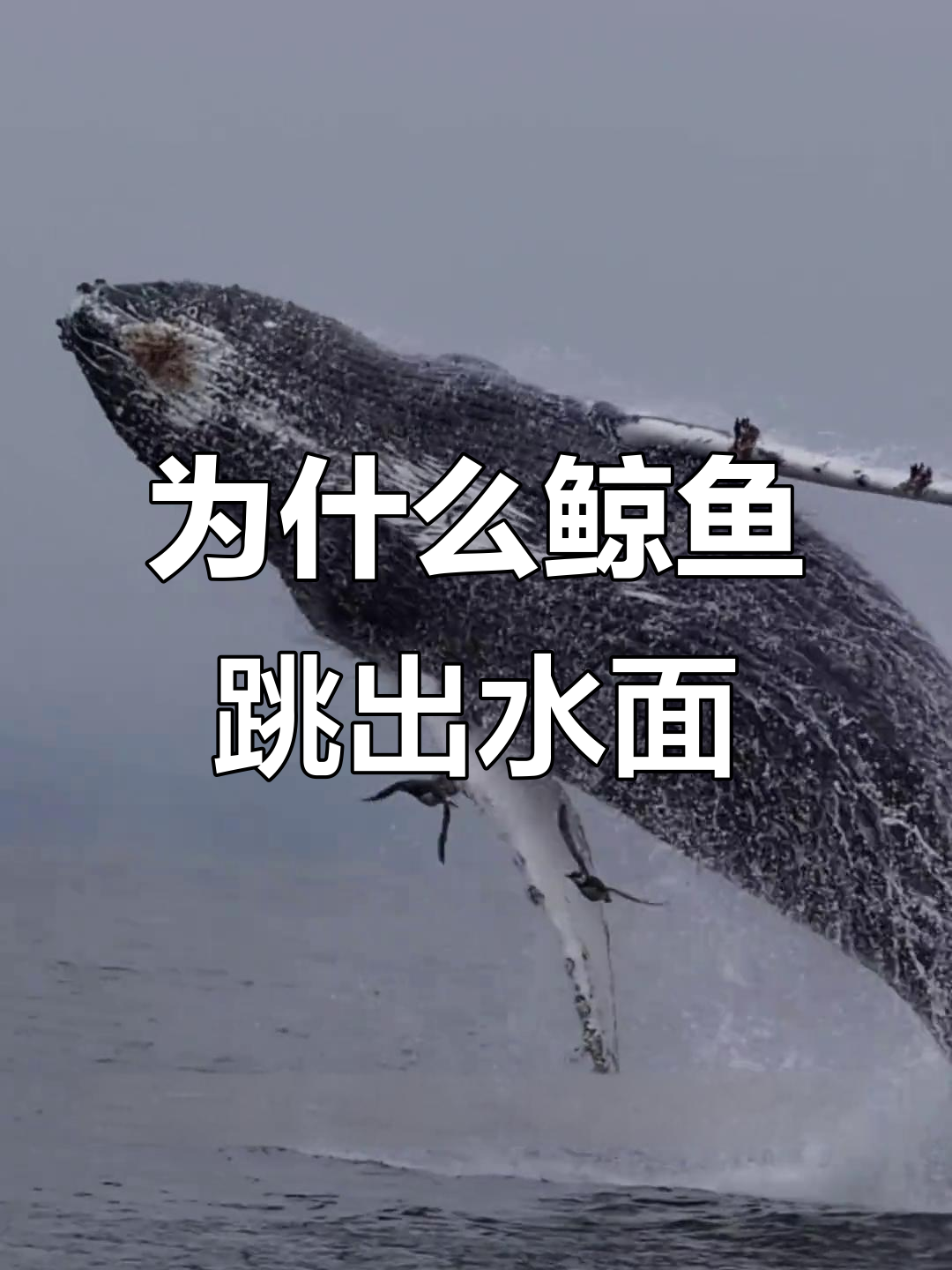 鲸鱼跃出水面背后的原因,竟然是为了这些!