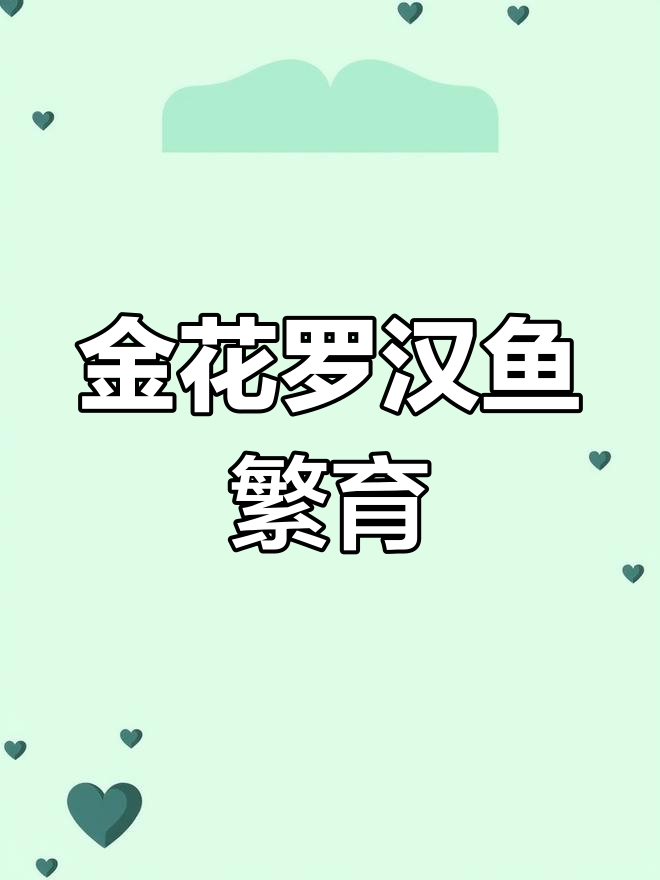 罗汉鱼繁殖技巧大揭秘,金花苗亮片展示