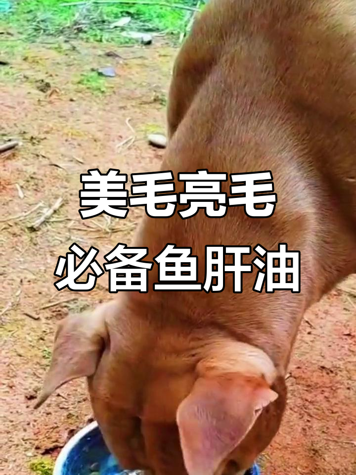 鱼肝油助力狗狗美毛,补充维生素AD和E