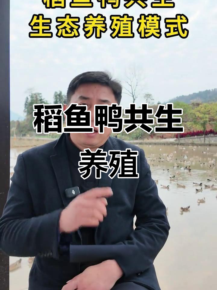 稻田养鱼鸭,生态农业新模式