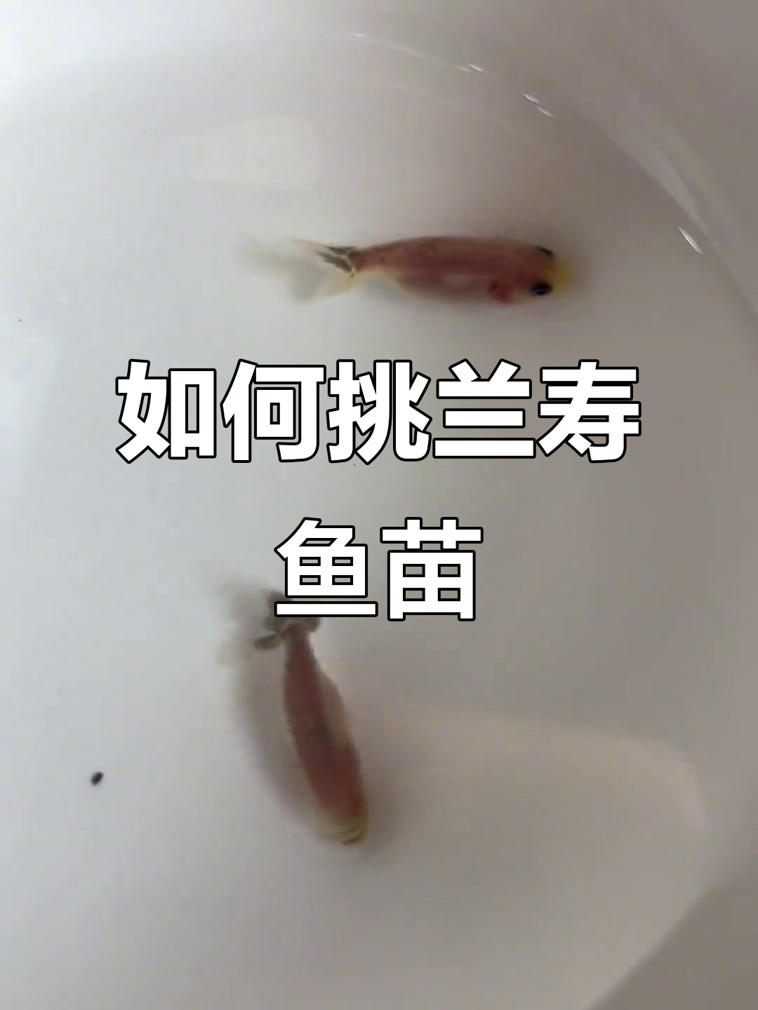 兰寿金鱼鱼苗挑选技巧,如何辨别飞机尾与正常尾巴