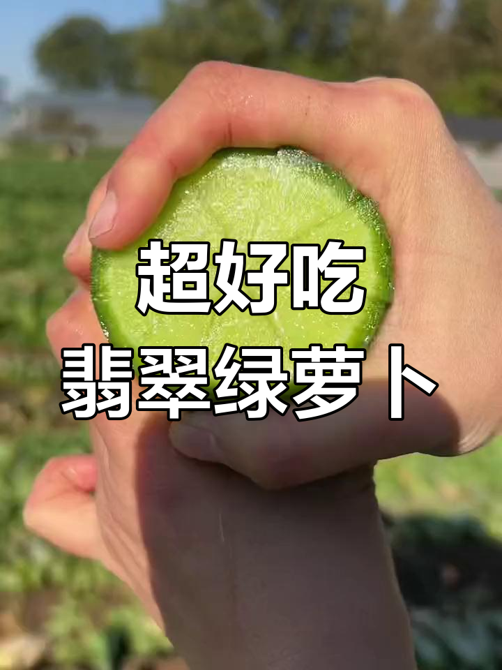 翡翠绿萝卜,口感超赞!冬季必备水果蔬菜