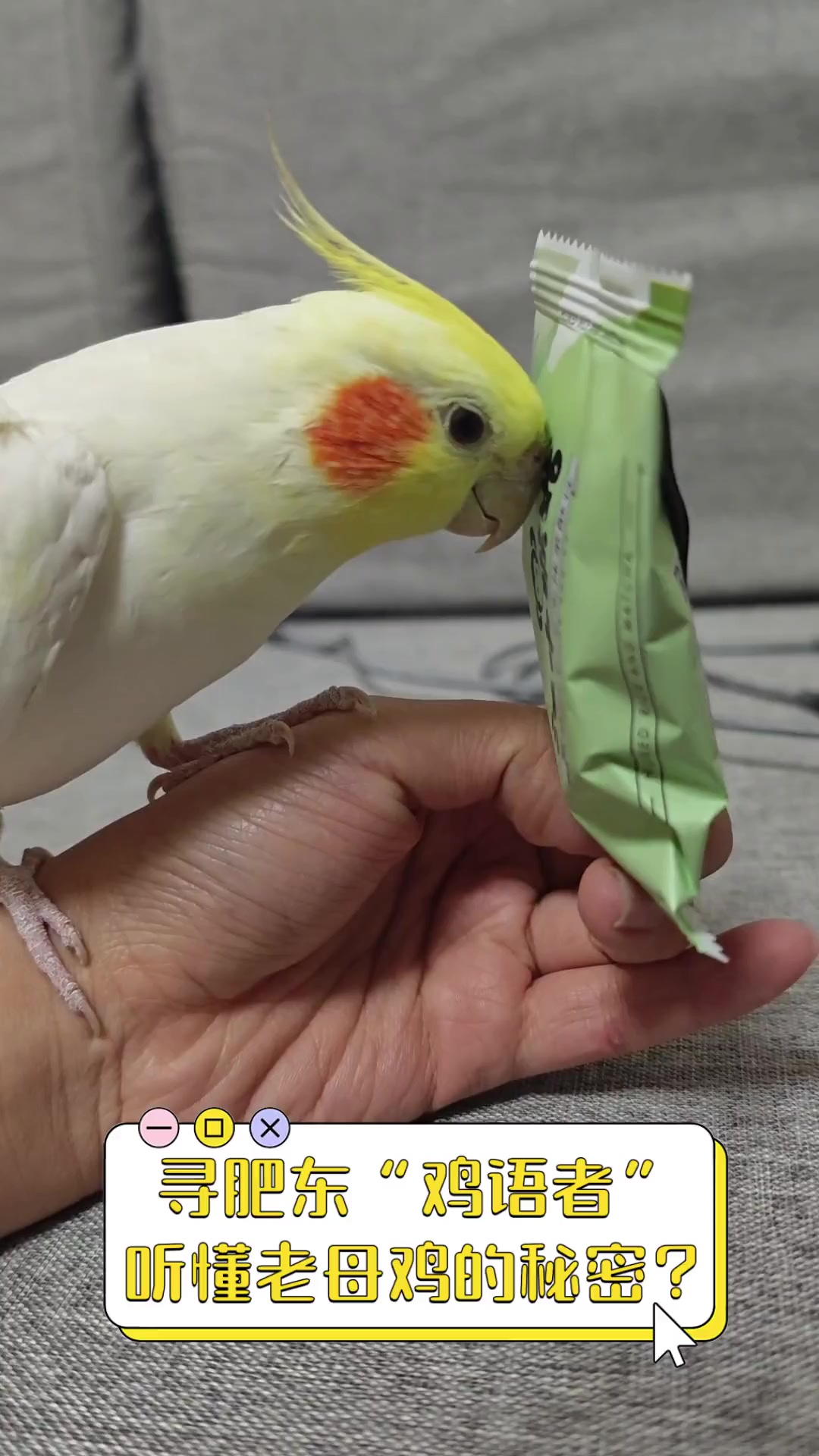 寻肥东“鸡语者”,听懂老母鸡的秘密?