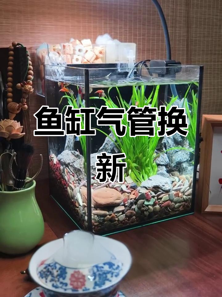 鱼缸改造大行动，透明气管让颜值翻倍