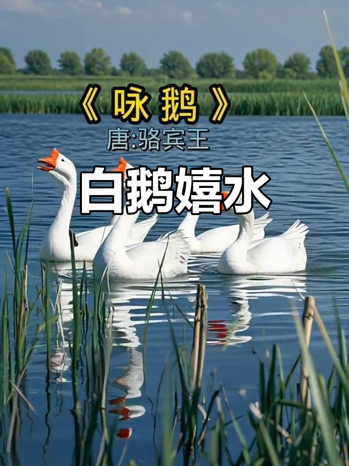 骆宾王七岁作《咏鹅》,描绘白鹅水中嬉戏的生动画面