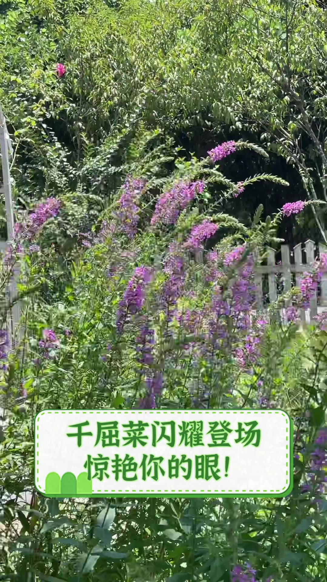 千屈菜闪耀登场,惊艳你的眼!