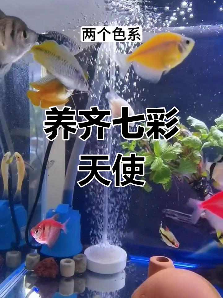 天使鱼全色系解析,14种颜色任你选