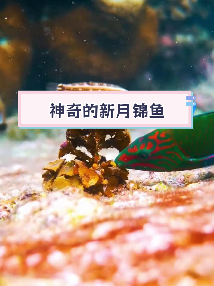 新月锦鱼:热带珊瑚礁的美丽生物