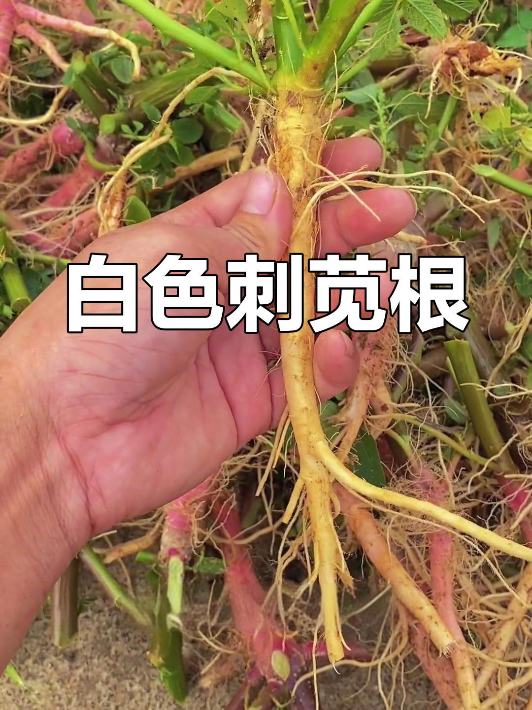 罕见白色刺苋根,终于找到!