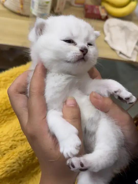 20 天的小猫长啥样