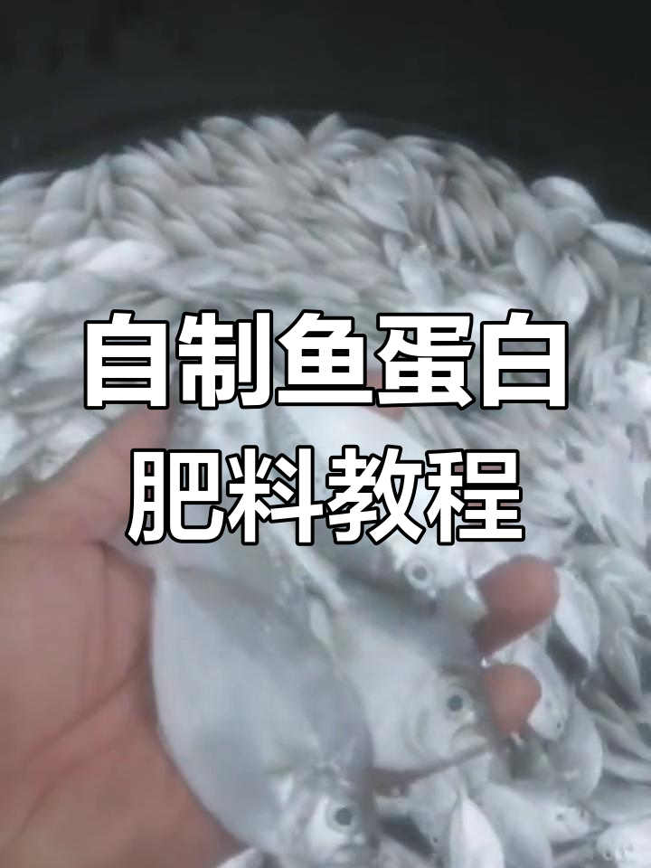 自制鱼蛋白肥料，成本低效果好，40斤鱼发酵后渣子可利用