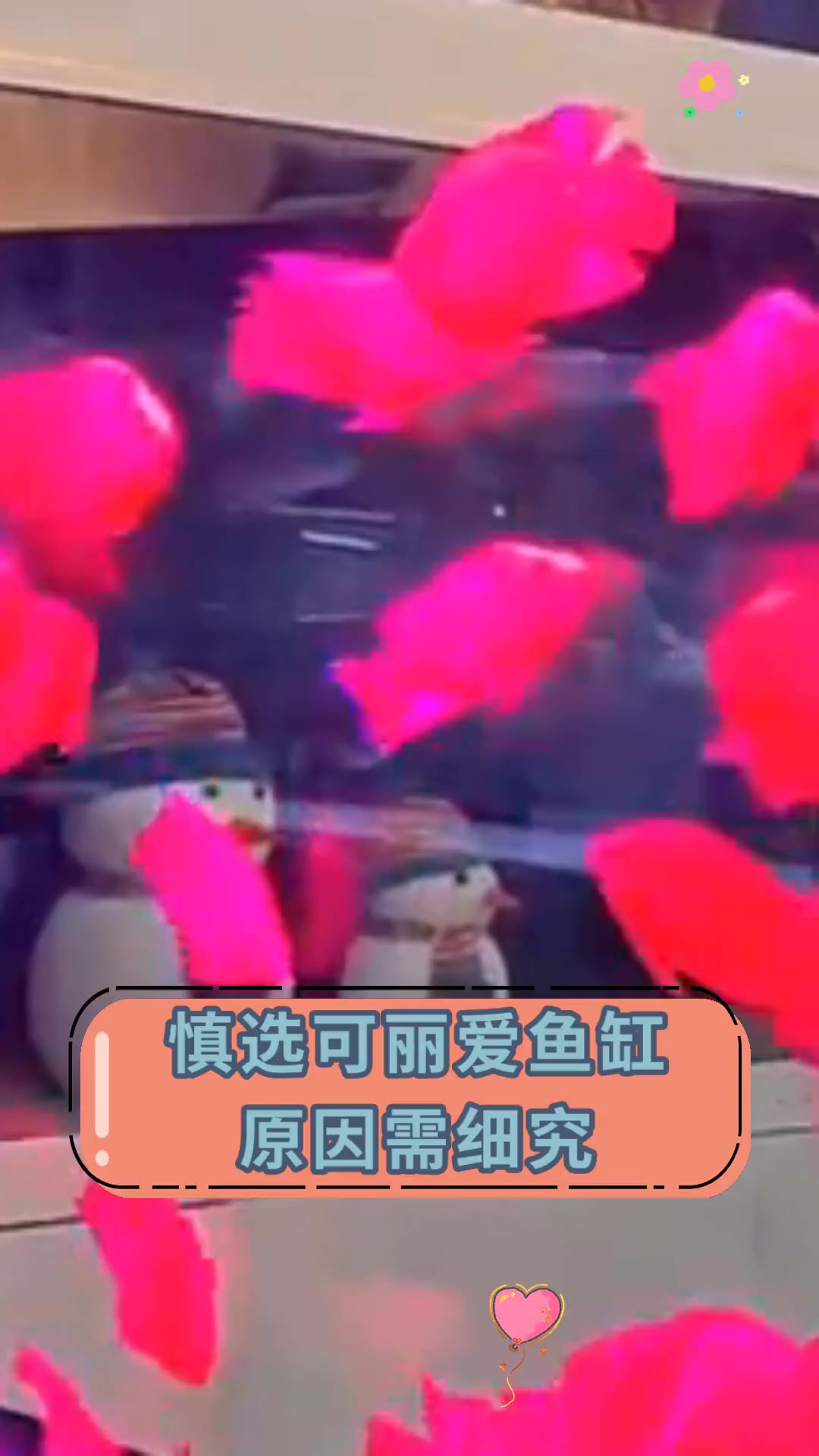 慎选可丽爱鱼缸 原因需细究