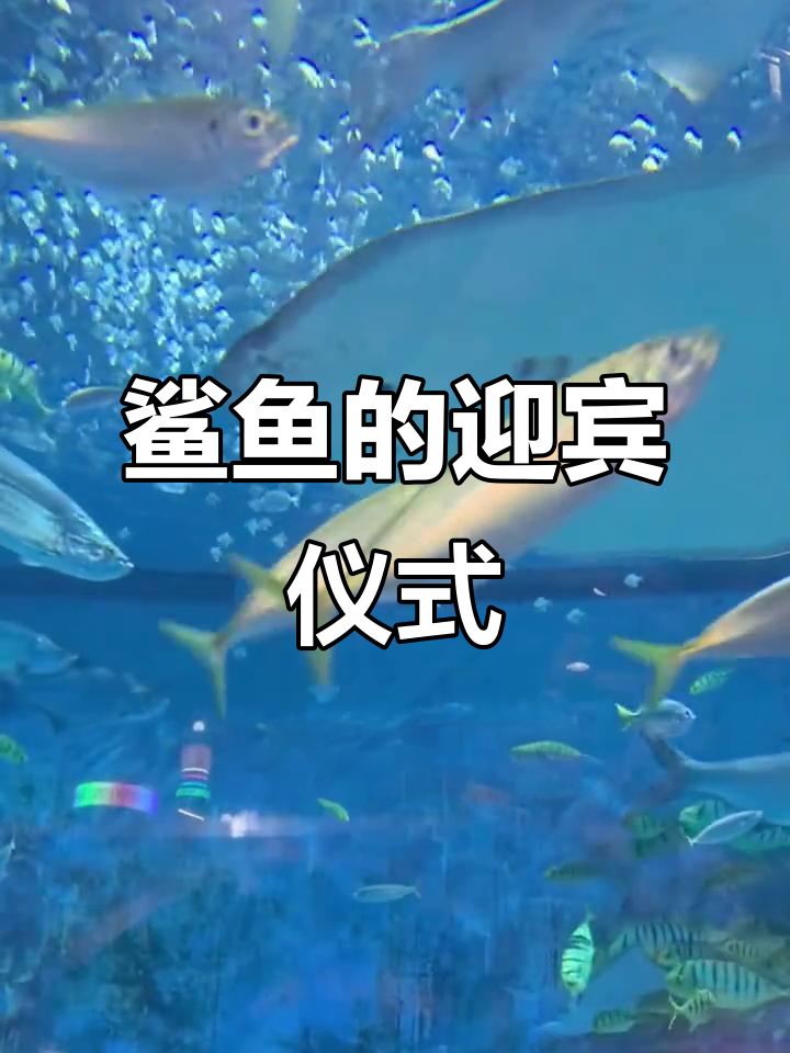 鲨鱼如何迎接新同事?不同品种各有策略