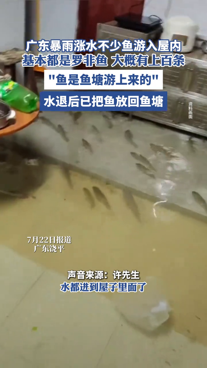广东暴雨涨水不少鱼游入屋内,基本都是罗非鱼 大概有上百条