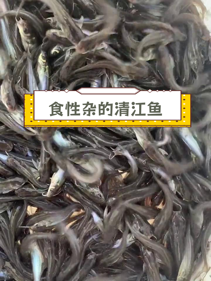 斑点叉尾鮰鱼:优质淡水鱼类,生长快、肉质鲜美