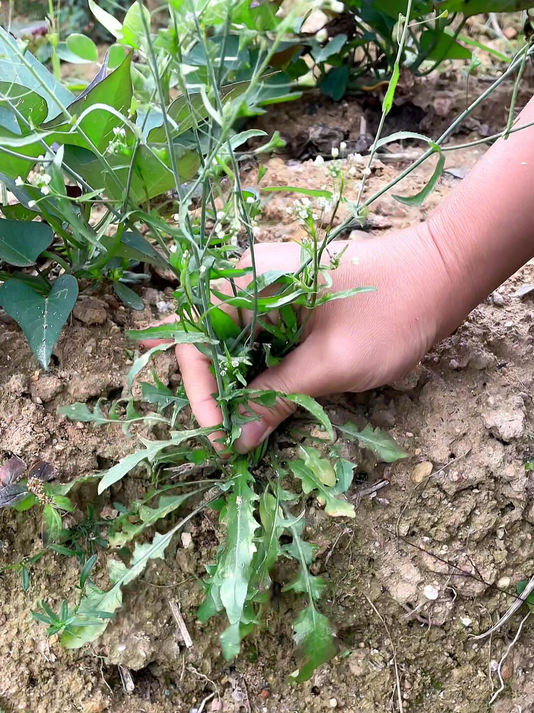 荠菜也叫菱角菜、地米菜,在你家乡有没有呢