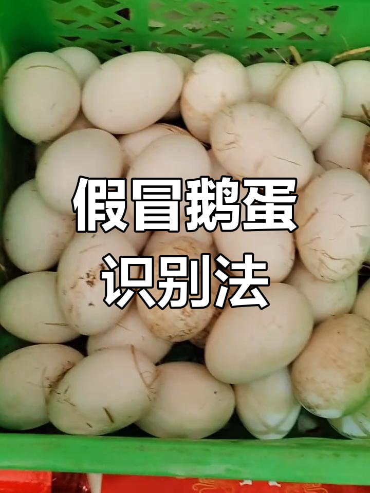 如何辨别真假鹅蛋?