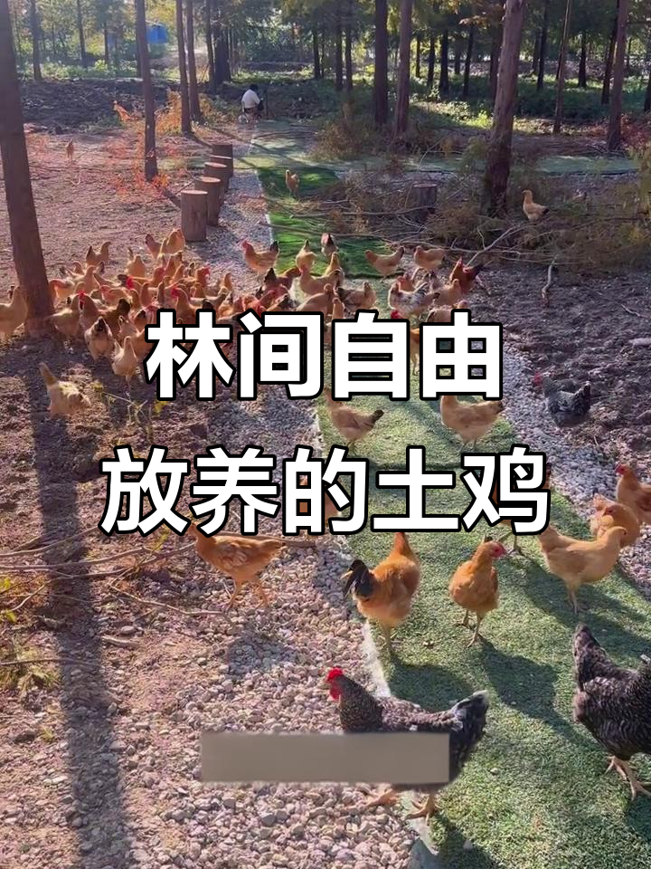 宝应湖林下散养草鸡,自然养殖让鸡肉回归本味