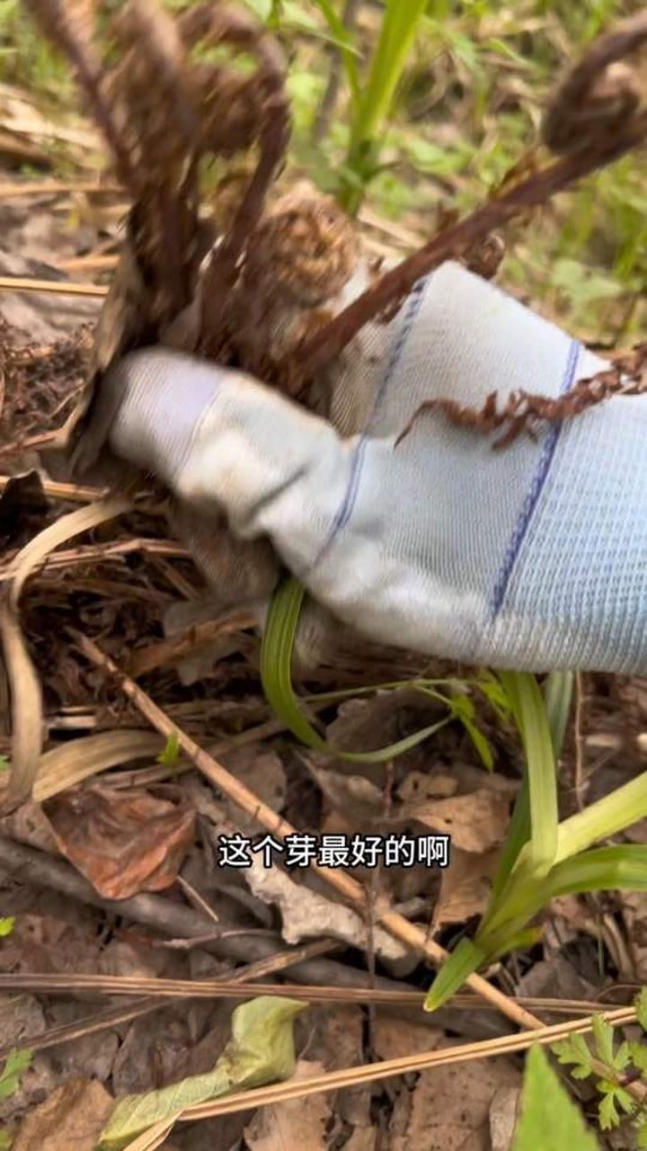 东北山野菜猴腿菜，大山里的纯天然好味道