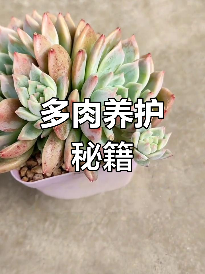 这盆克洛伊多肉,轻松养护,叶插超简单!