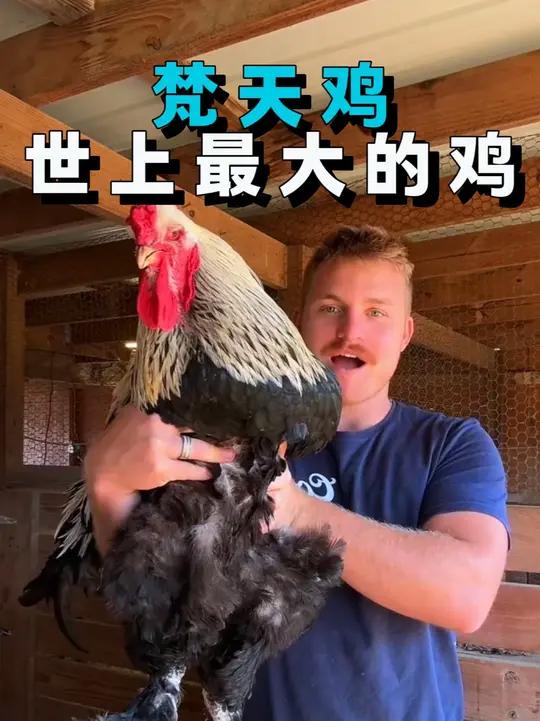 世界上最大的鸡，梵天鸡也叫婆罗门鸡，是美国19世纪杂交培育的