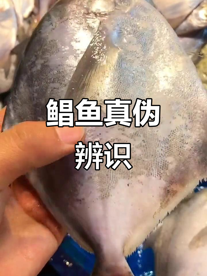 鲳鱼真假辨别,记住三大特征:白身、易掉鳞、无腹鳍